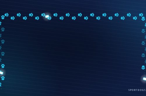 Illustration of an IGP track with paw prints, three articles and a start flag on a navy background